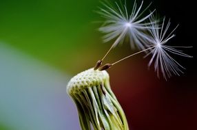 dandelion two seeds