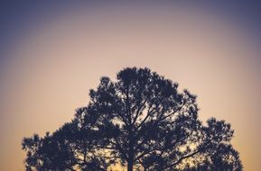 plant tree outlines in evening