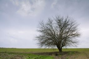 single tree on green field