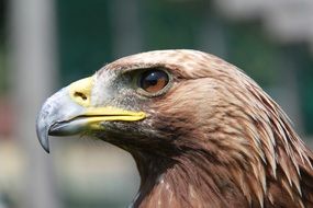 wonderful adler raptor bird