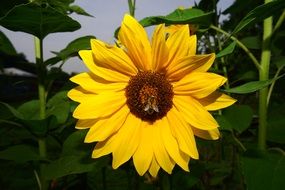 Bee on Yellow flower blossom
