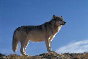 wolf wildlife