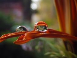 Raindrops on an orange flower