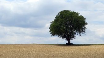 tree on the field