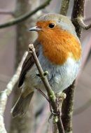 european robin on the branches on a blurred background