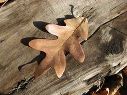 Brown leaf on the wood in autumn