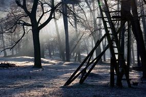 light beams in the winter forest