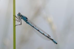Macro picture of the dragonfly