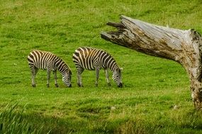 beautiful and delightful zebras