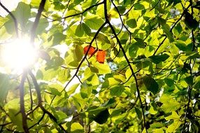 tree foliage in the sunlight