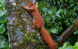 Brown squirrel on the trunk of a tree
