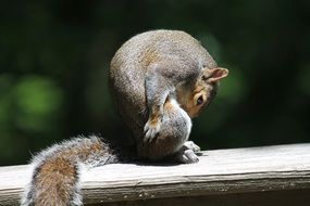 bowing squirrel on board