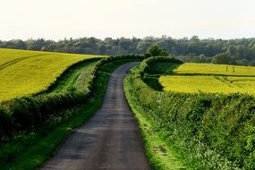 rural road in countryside