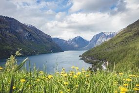 landscape mountain river and a field with dandelions