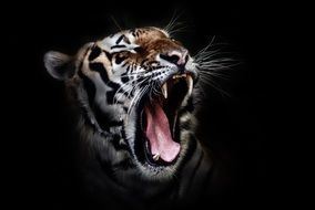 clipart of aggressive tiger head in dark background