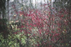 small pink berries on a bush