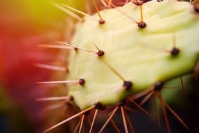 Spur of the cactus with red thorns