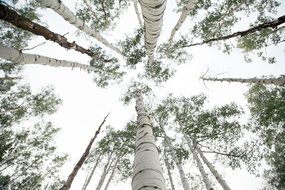 birch forest bottom view