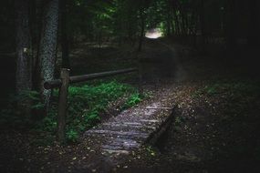 wooden bridge in a forest