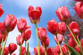wonderful red tulips