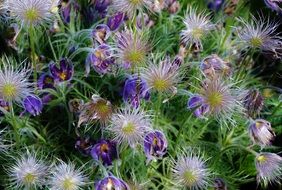 flowerbed with purple flowers