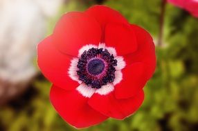 red anemone flower, macro