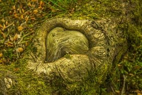 green heart on a tree
