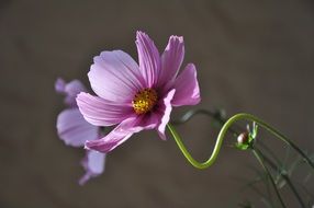 pink flower grows in summer