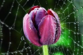 impressive tulip flower