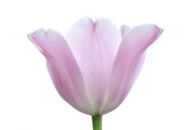 white pink tulip bud