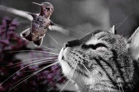 portrait of gray cat and hummingbird