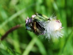 Closed dandelion on a background of green grass