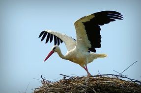 picture of the ciconia bird