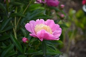 Pink peony blooms macro recording