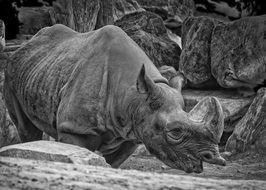 wild rhino in Safari in animal world