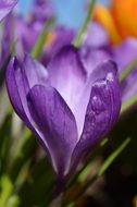 wonderful crocus