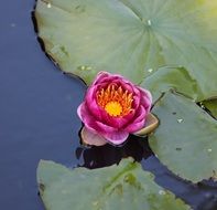 pink water lily flower on the leaves