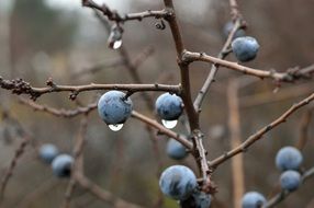 sloe berries after rain