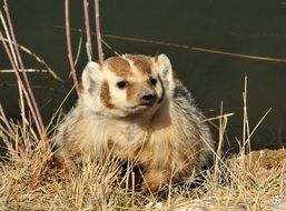 cute brown badger in wildlife