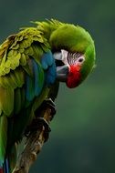 Colorful parrot cleans the wings