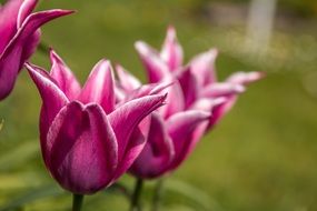 purple tulips in macro