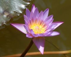 pink water lily on the background of the lake