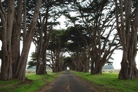 road beneath trees in countryside at summer