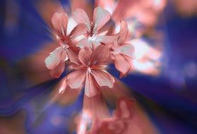 closeup of geranium flowers