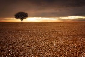 lonely tree on a golden cereal field against a sunset