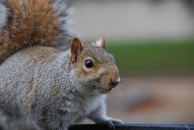 Squirrel in nature