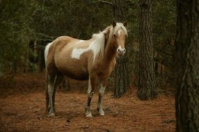 wild pony in forest, usa, virginia