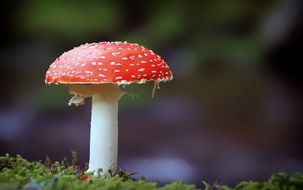 Colorful fly agaric in the forest