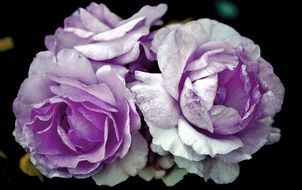blossom rose