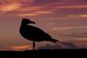 Silhouette of the seagull and sunset